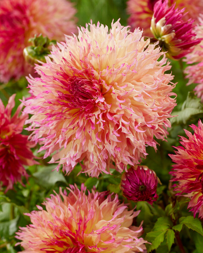 Dahlia Fubuki Myrtle Folly 1-pakning